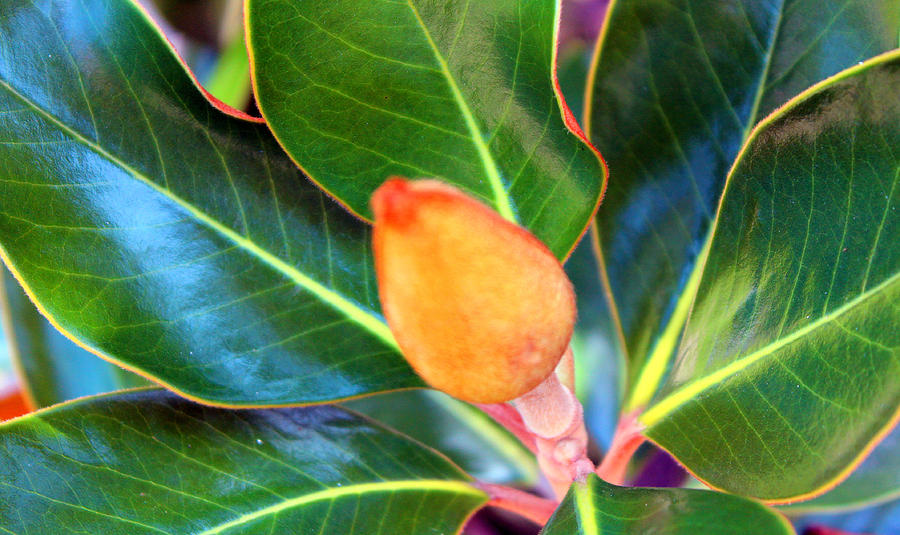 Magnolia Flower Pod Photograph by Cynthia Guinn