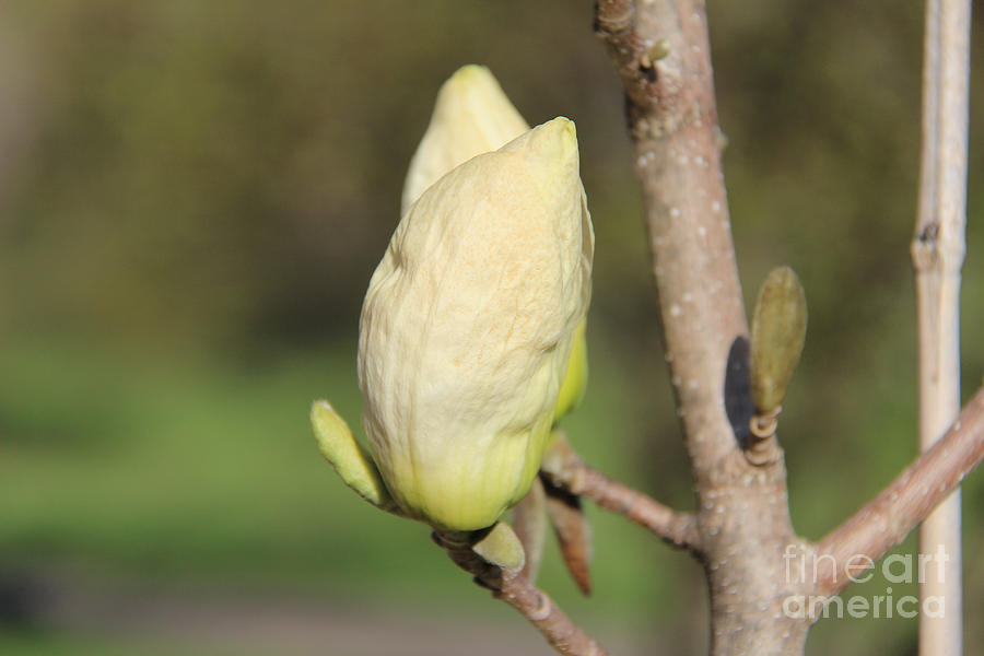 Magnolia Flower Bud I Photograph by Anne Nordhaus-Bike