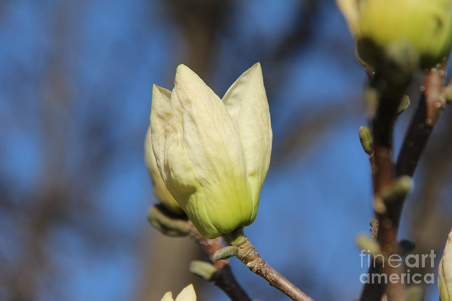 Magnolia Flower Bud II Photograph by Anne Nordhaus-Bike