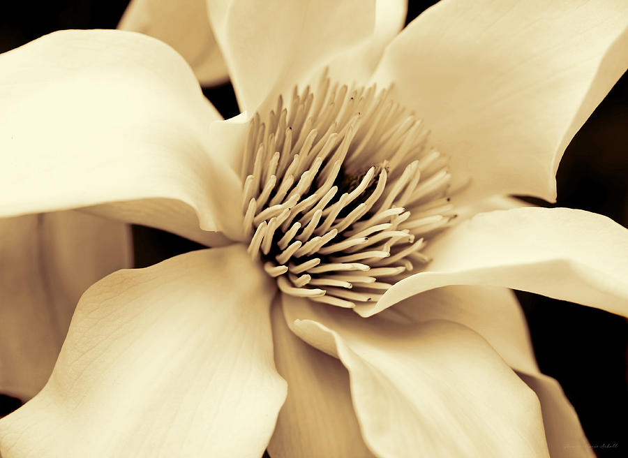 Magnolia Flower in Sepia Four Photograph by Jennie Marie Schell