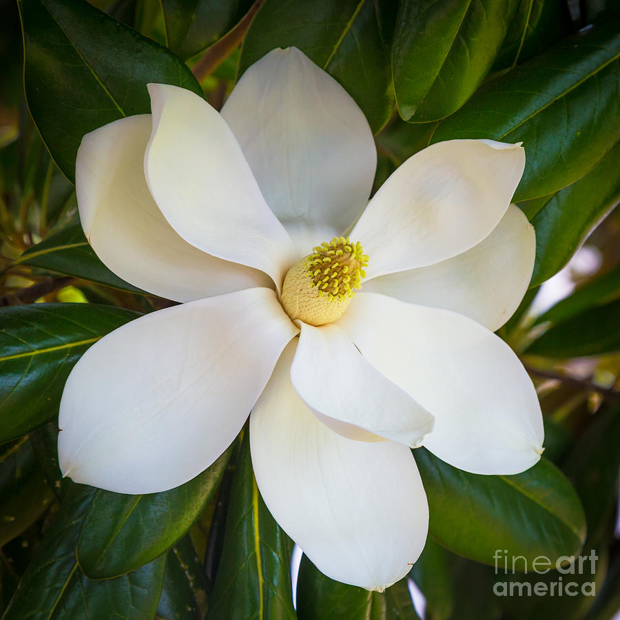 Magnolia Flower Photograph by Inge Johnsson | Fine Art America