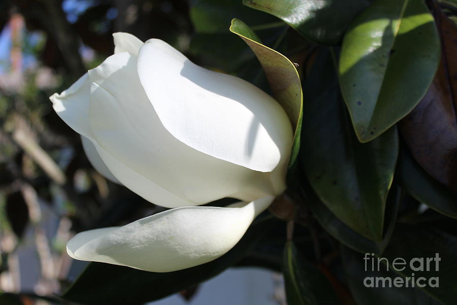 Magnolia Flower Photograph by Jeanne Forsythe