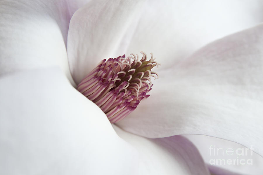 Magnolia Flower Photograph by Jeannette Hunt