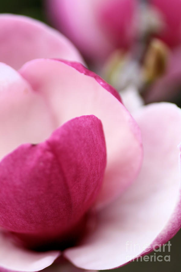 Magnolia flower Photograph by Joy Watson
