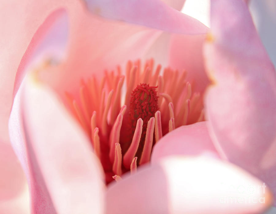 Magnolia Flower Photograph by Julia Gavin