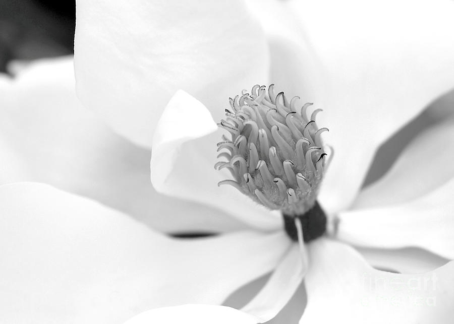 Magnolia Flower Macro Photograph by Sabrina L Ryan