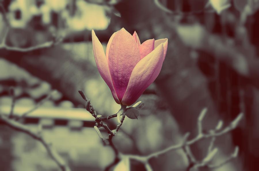 Magnolia flower Photograph by Marianna Mills