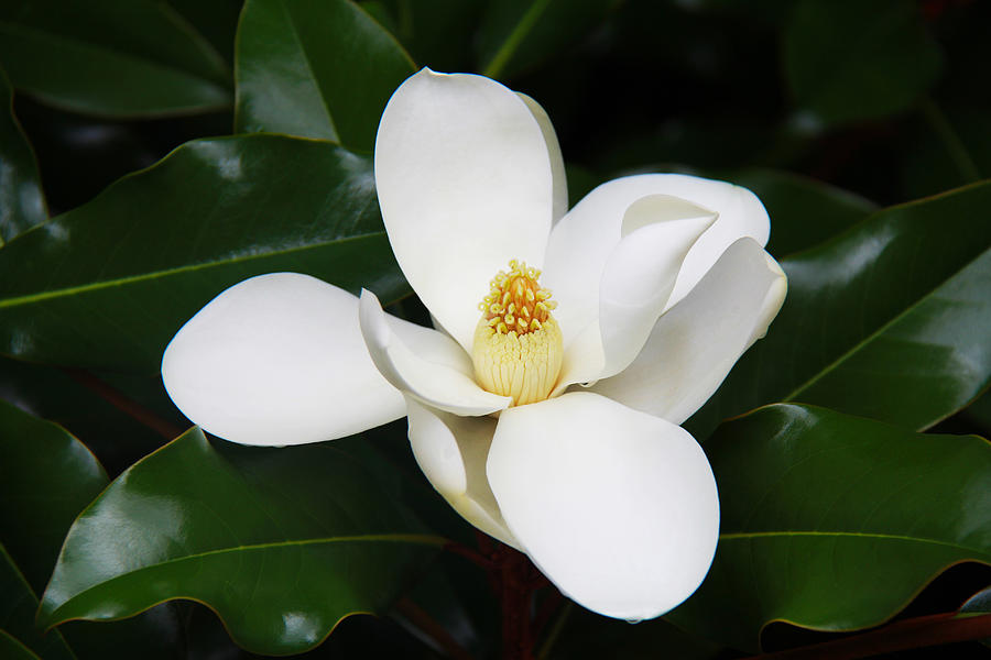 Magnolia Flower - Atlanta, Ga. Photograph by Richard Krebs