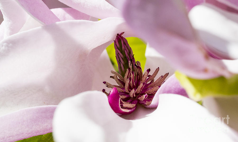 Magnolia flower Photograph by Steven Ralser
