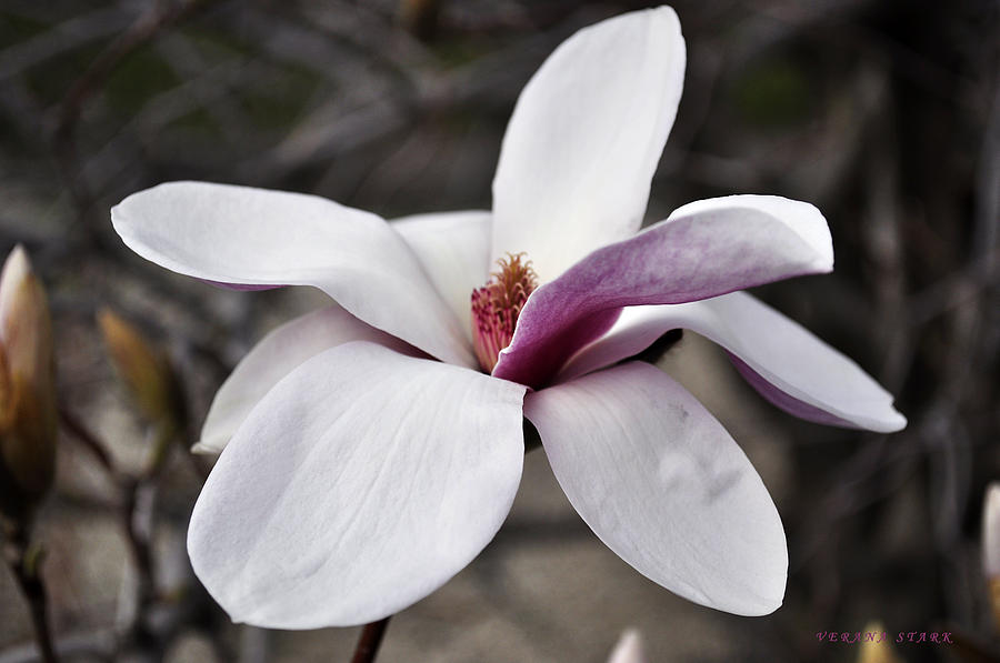 Magnolia Flower Photograph by Verana Stark