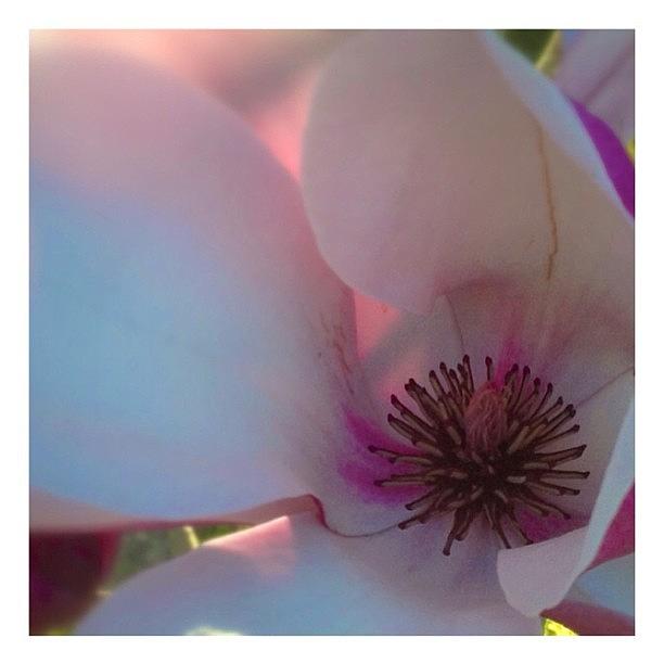 Flowers Still Life Photograph - Magnolia #flower #white #pink #nsw by Ray McCauley