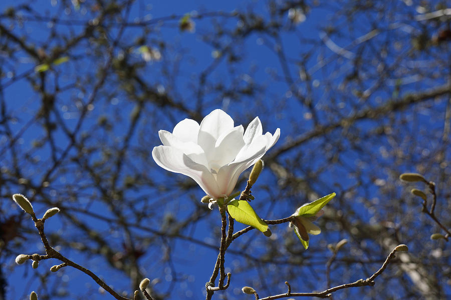 Magnolia Movie Photograph - Magnolia Flower White Spring Blue Sky by Patti Baslee
