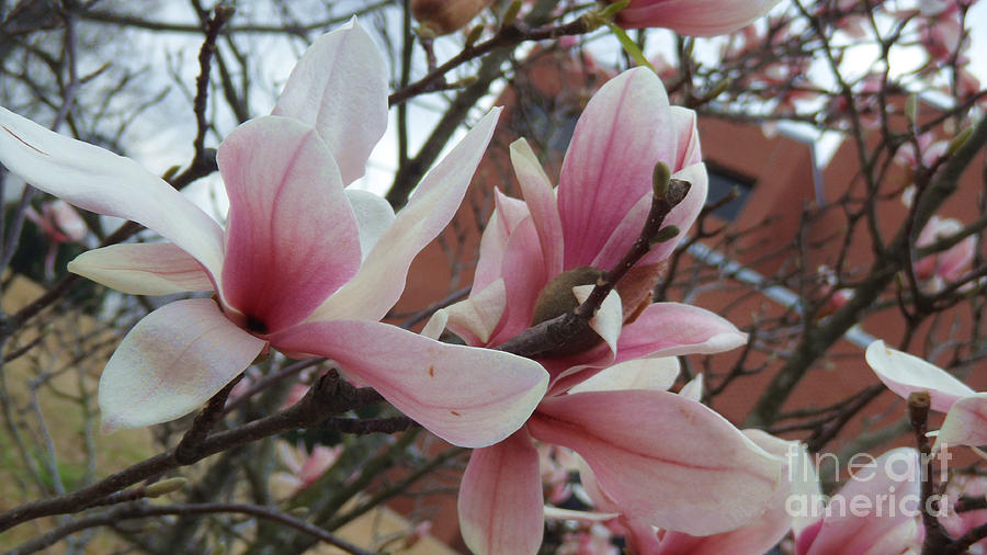 Magnolia Flowers Photograph