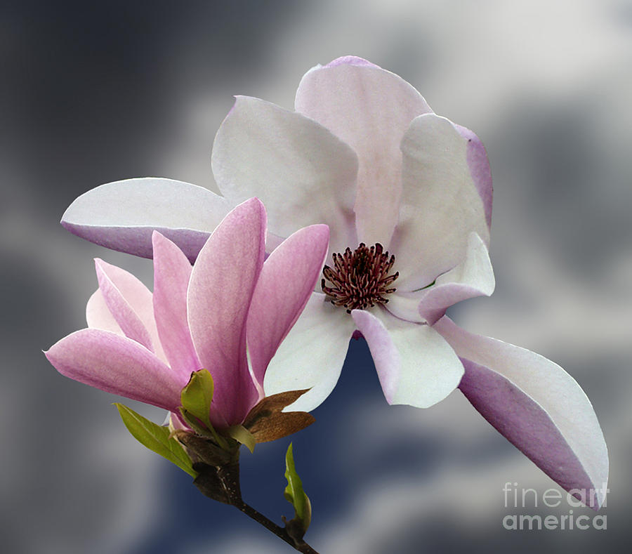 Nature Photograph - Magnolia Flowers by Andrew Govan Dantzler
