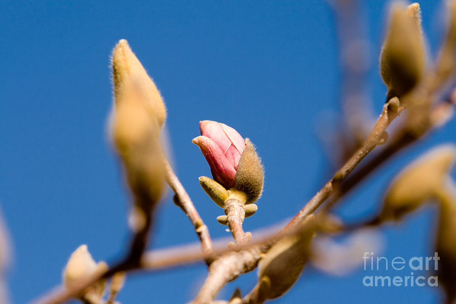 Magnolia Flowers Budding Photograph by Jim Pruitt - Pixels