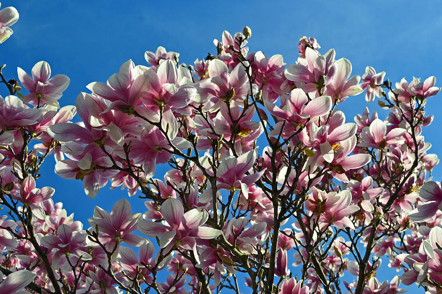 Magnolia Flowers Photograph by Cyryn Fyrcyd