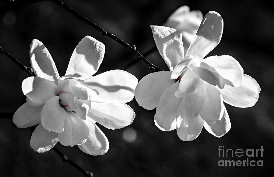 Magnolia flowers Photograph by Elena Elisseeva