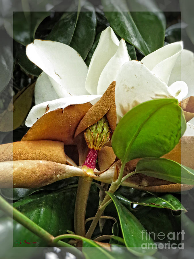 Magnolia Flowers - Flower of Perseverance Photograph by Ella Kaye Dickey