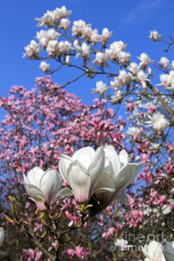 Magnolia Flowers Photograph by Julia Gavin
