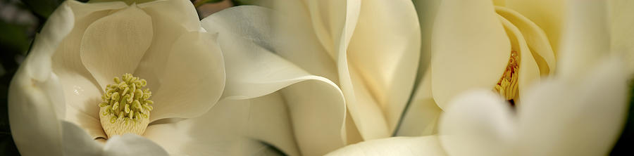 Magnolia Flowers Photograph by Panoramic Images