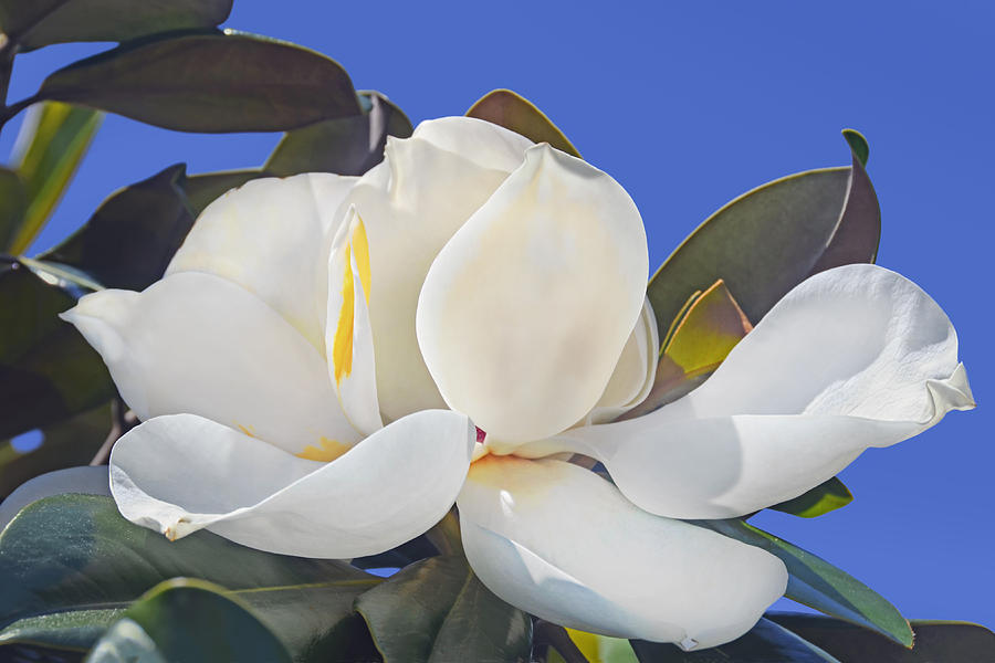 Magnolia Photograph by Frances Miller