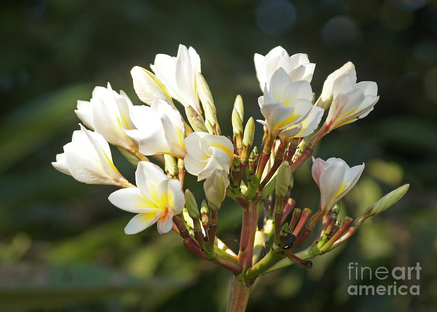 magnolia from Madagascar Photograph by Rudi Prott