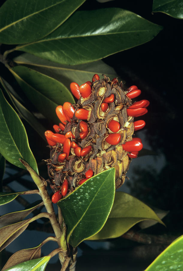Magnolia Fruit Photograph by M F Merlet/science Photo Library
