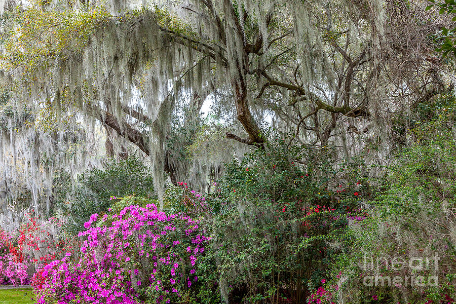 Magnolia Garden Photograph by Susan Cole Kelly