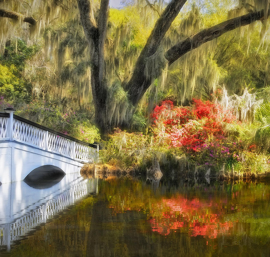 Magnolia Gardens and Bridge Photograph by Carol Eade