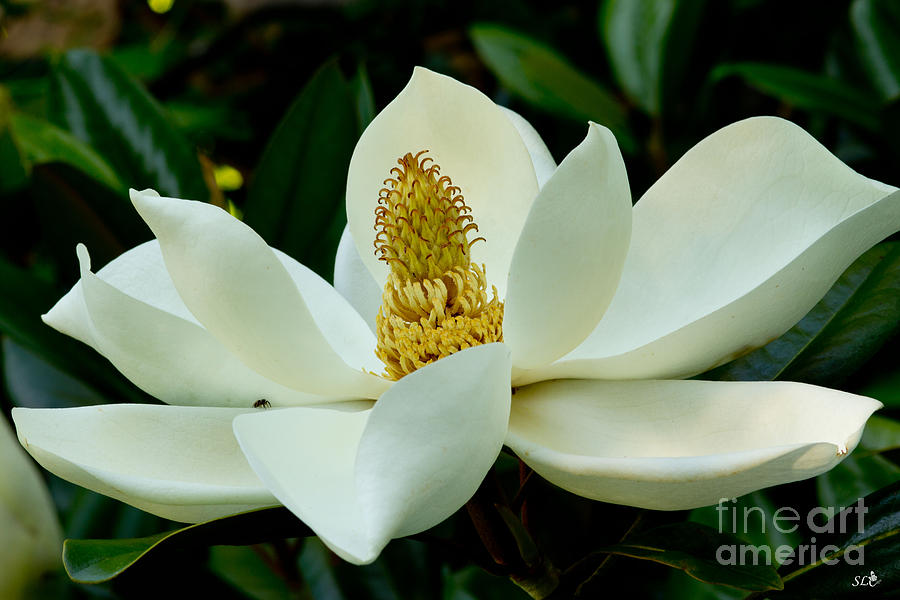 Magnolia Glory Photograph by Sandra Clark
