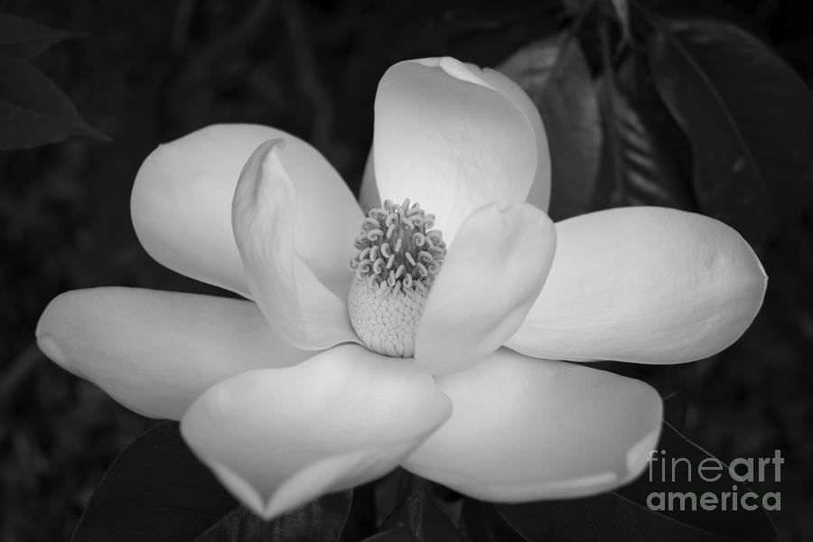 Magnolia Grandiflora Blossom - Simply Beautiful Greyscale Photograph by MM Anderson