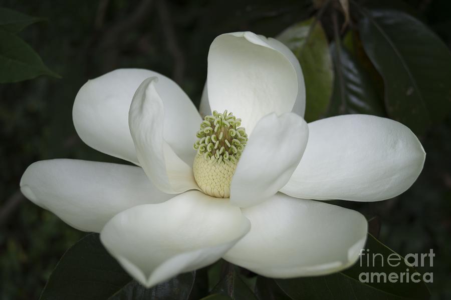 Magnolia Grandiflora Blossom - Simply Beautiful Photograph by MM Anderson