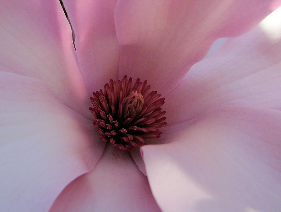 Magnolia Heart Photograph by Lora Fisher