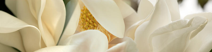 Magnolia Heaven Flowers Photograph by Panoramic Images