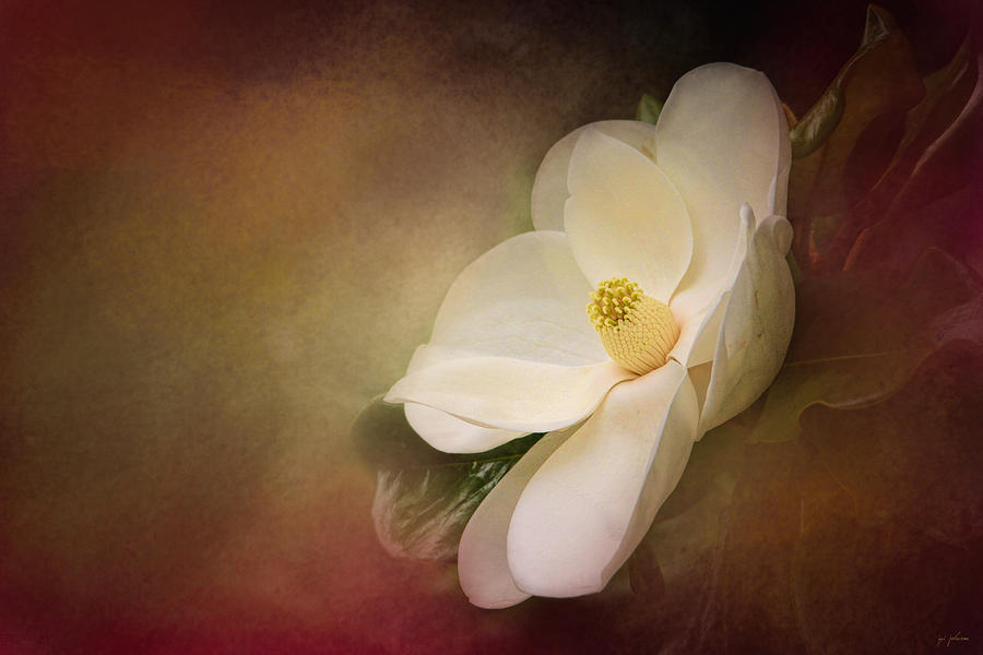 Magnolia in Bloom 1 Photograph by Jai Johnson