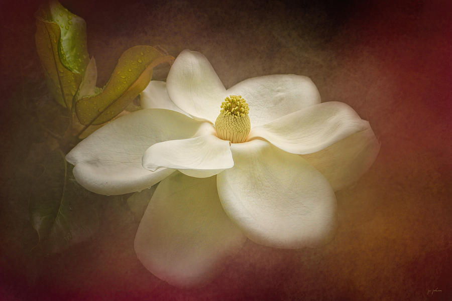 Magnolia in Bloom 2 Photograph by Jai Johnson