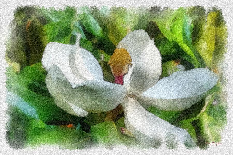 Magnolia in Bloom Painting by Barry Jones