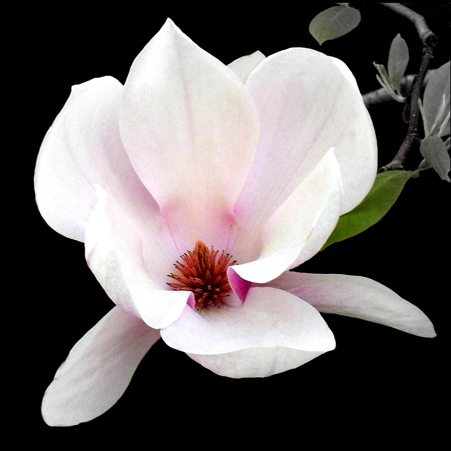 Magnolia in Bloom Photograph by Liza Dey