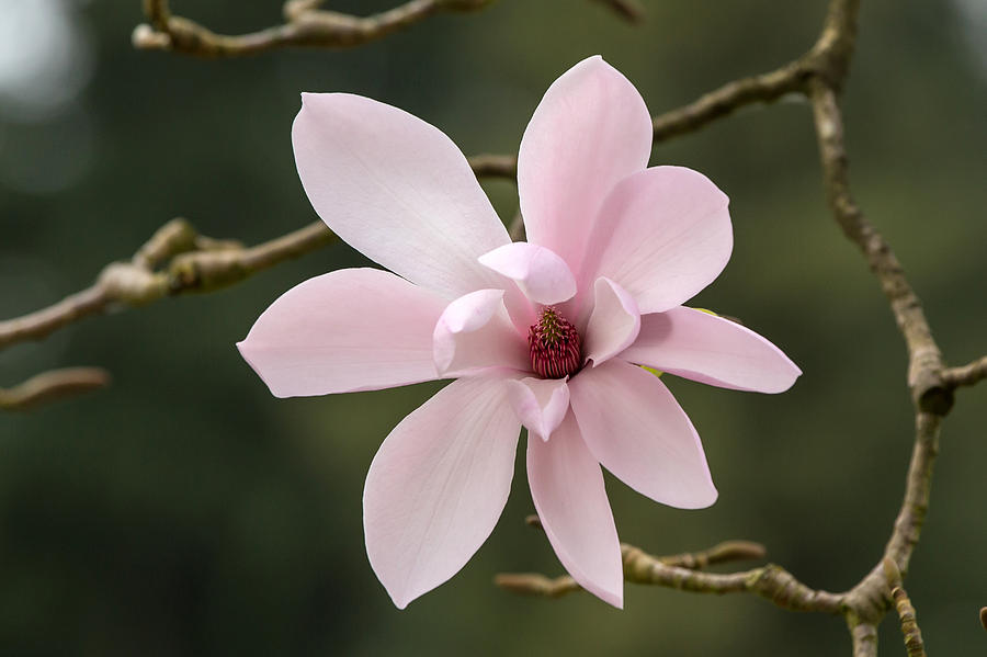 Magnolia Movie Photograph - Magnolia in bloom by Pierre Leclerc Photography