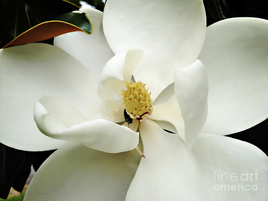 Magnolia In Color Photograph