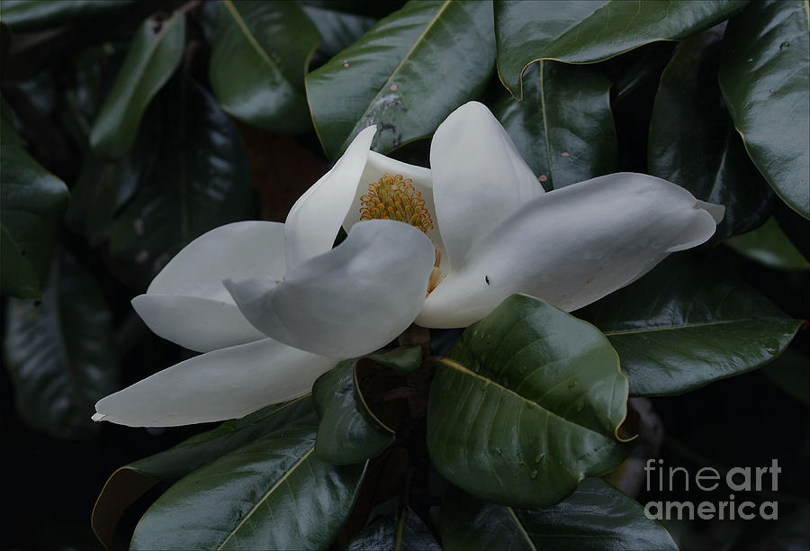 Magnolia Movie Photograph - Magnolia in Full Bloom by Luv Photography