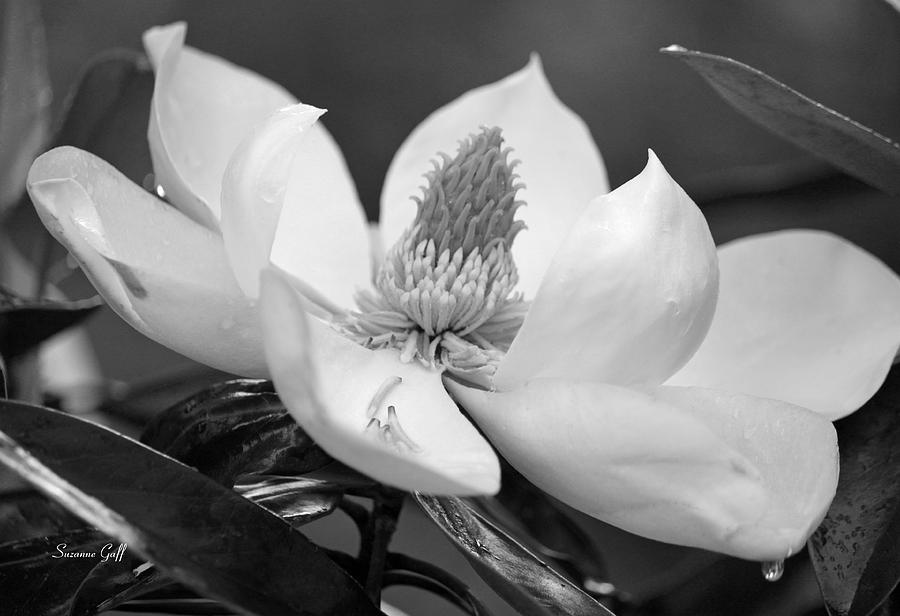 Magnolia in May - Black and White Photograph by Suzanne Gaff - Fine Art ...