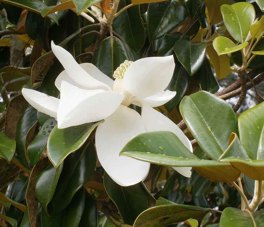 Magnolia In May Photograph by Patty Weeks - Fine Art America