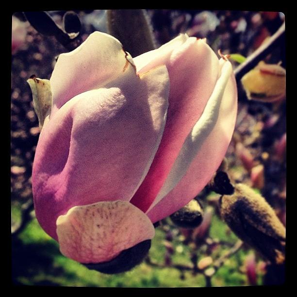 Magnolia Movie Photograph - #magnolia In #montclair #newjersey by Teresa Delcorso