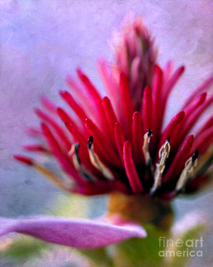 Magnolia Movie Photograph - Magnolia in Technicolor by Judi Bagwell