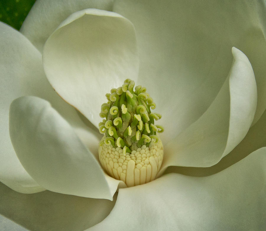 Magnolia Photograph by Jemmy Archer