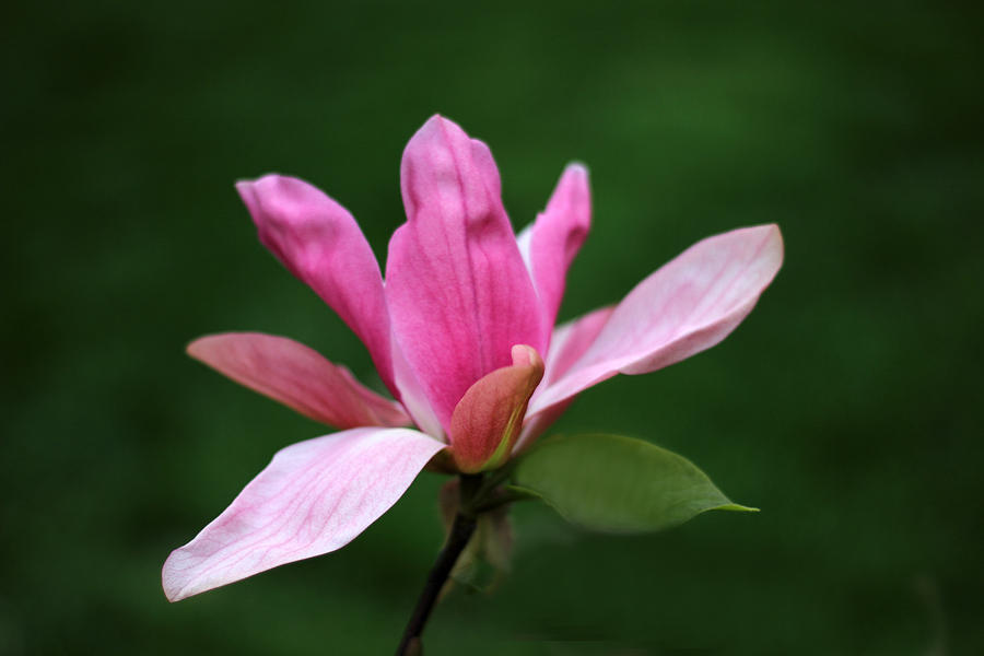 Magnolia Photograph by Jessica Jenney