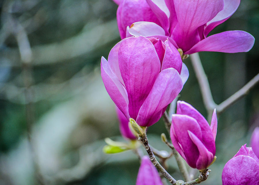 Flower Photograph - Magnolia by Jon Woodhams