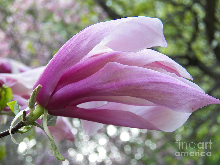 Magnolia Photograph by Judy Via-Wolff