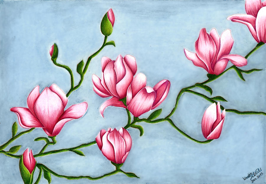 Magnolia flower sketch Vol.2 - Stock Image - Everypixel